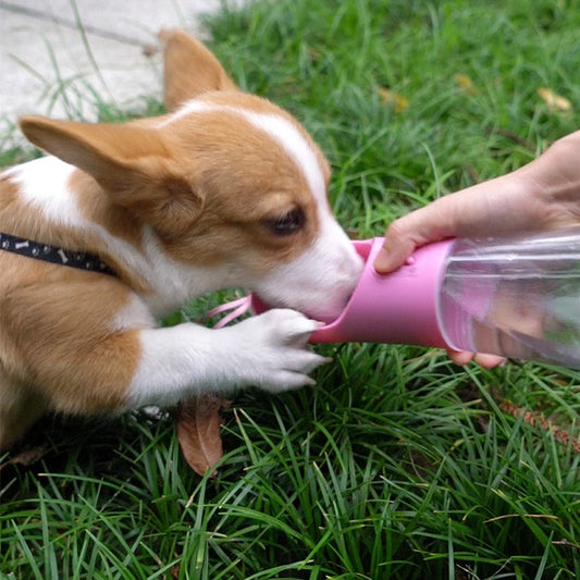 Travel Water Bottle